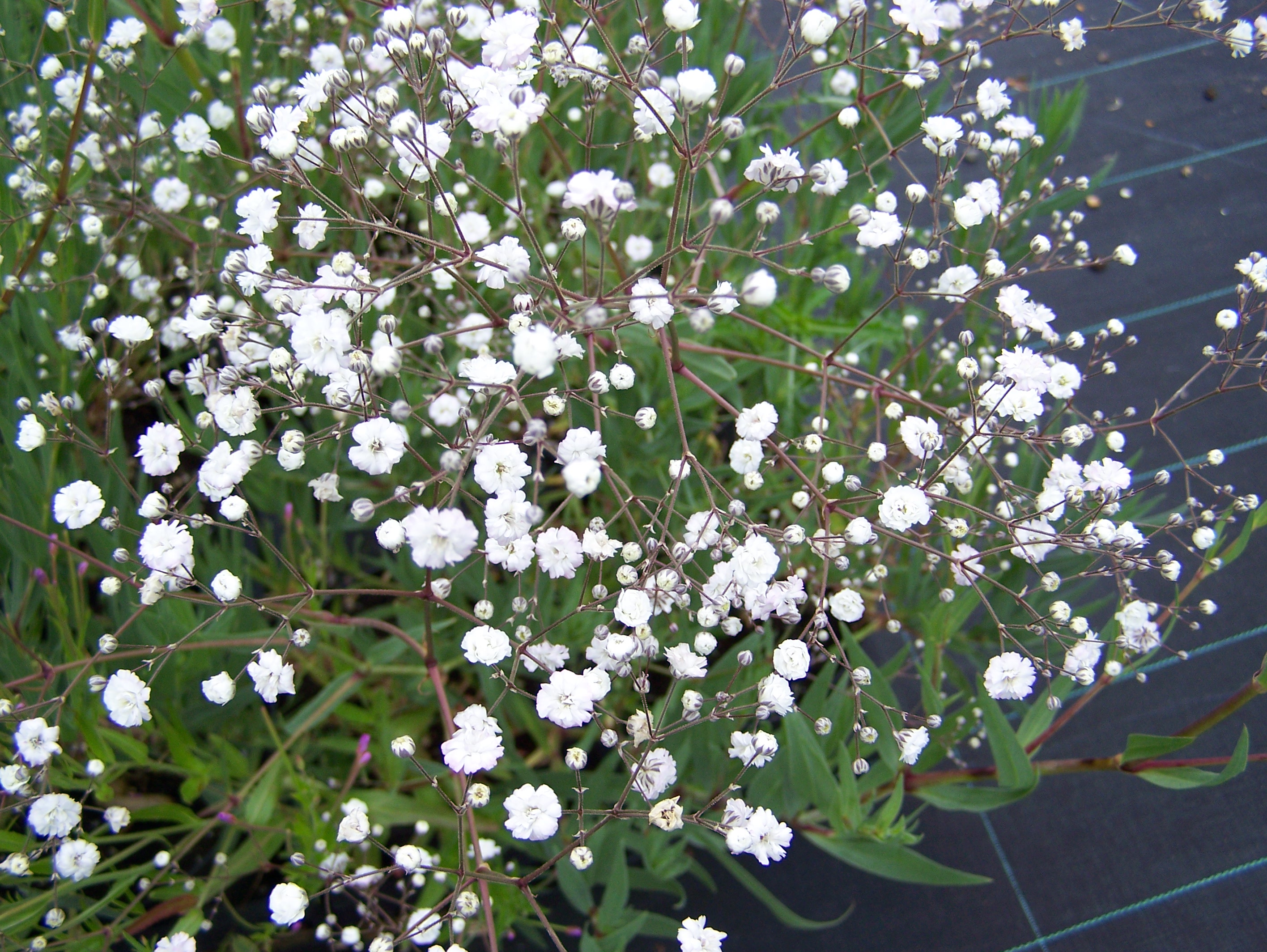 Gypsophila paniculata L.